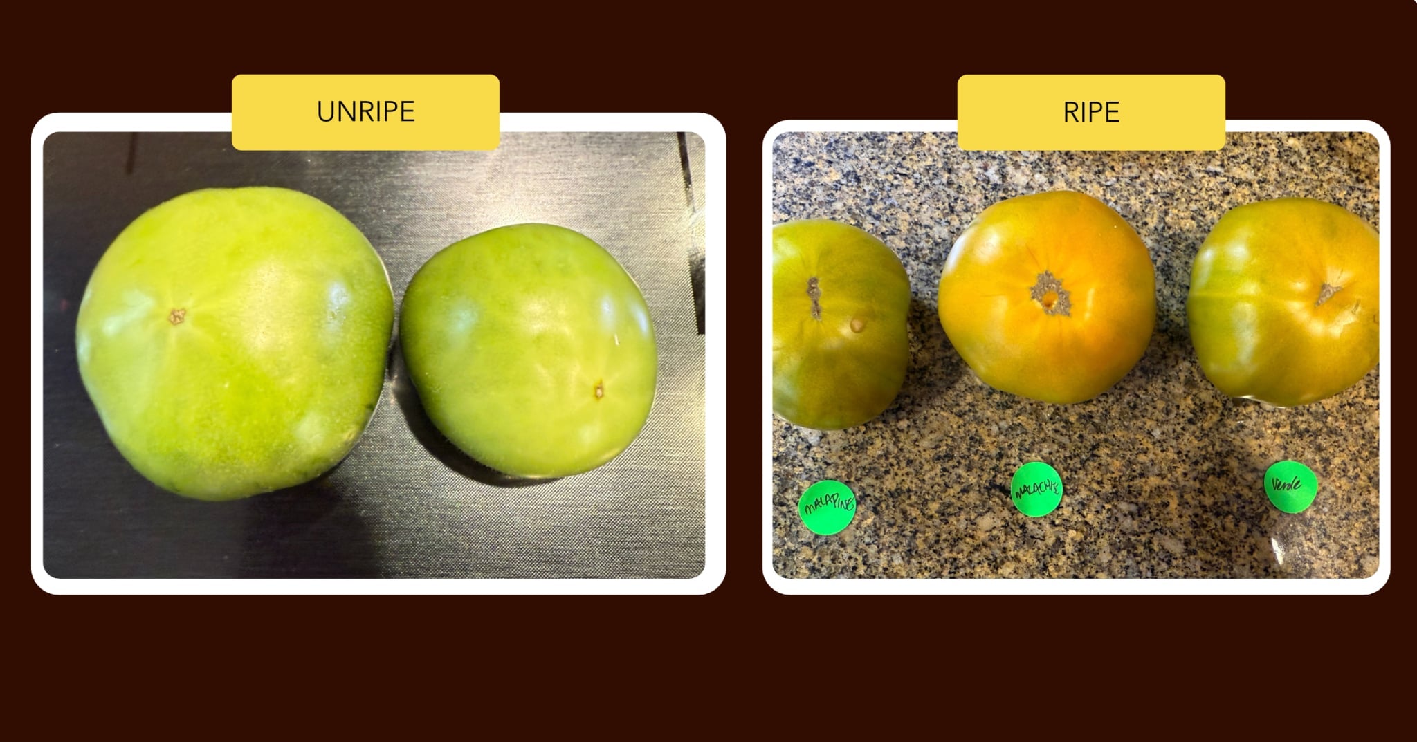 Discover Green When Ripe Tomatoes GWR – Secret Seed Cartel