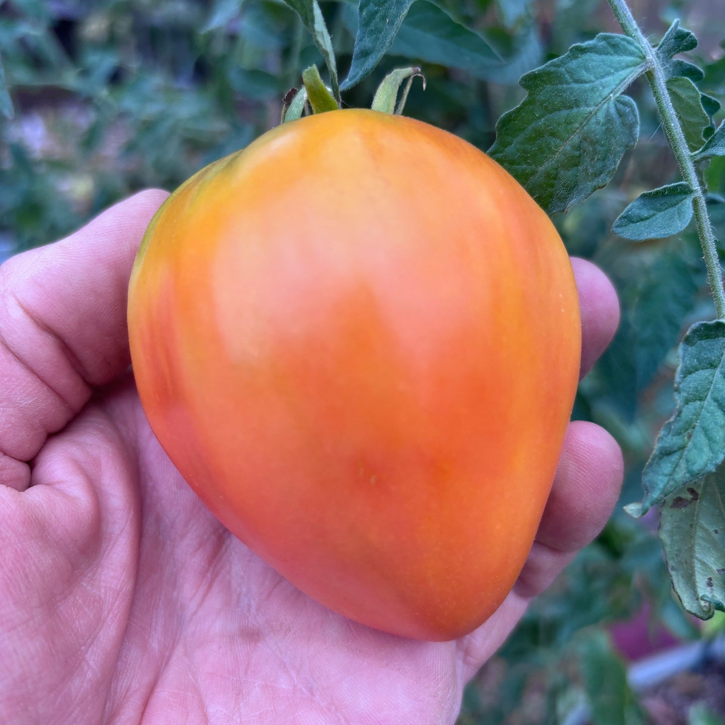 RED DEAD REDEMPTION BY ROBERT TOMATO SEEDS