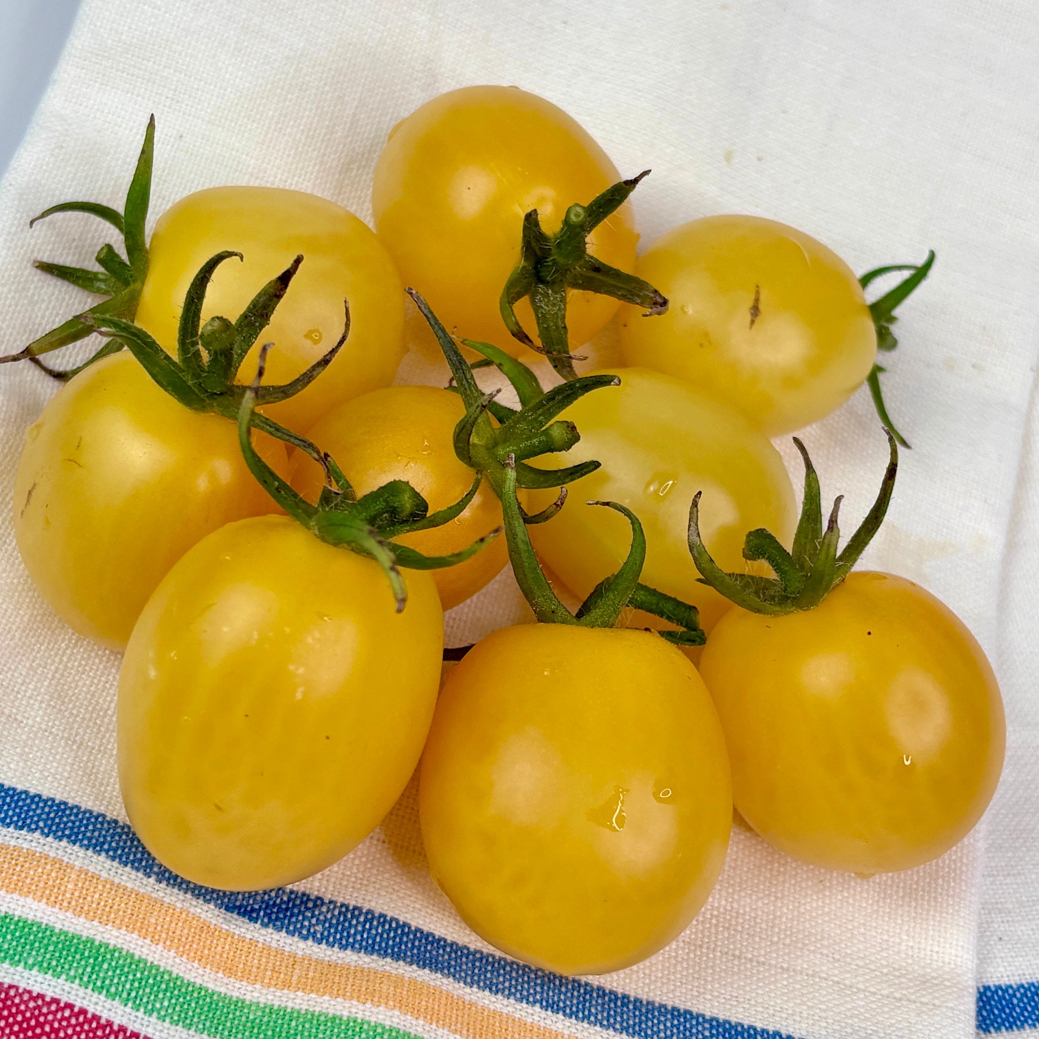 BENDIGO MOON DWARF TOMATO SEEDS – Secret Seed Cartel
