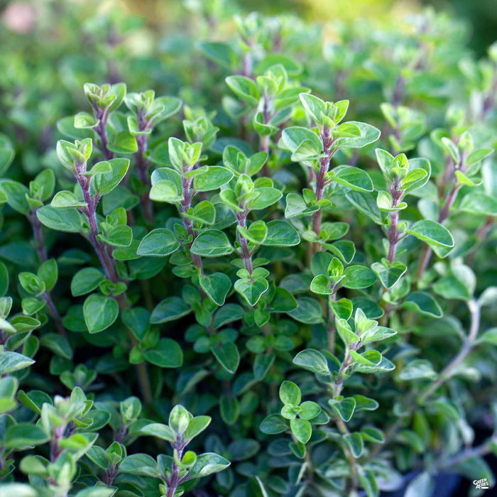 ITALIAN OREGANO HERB SEEDS
