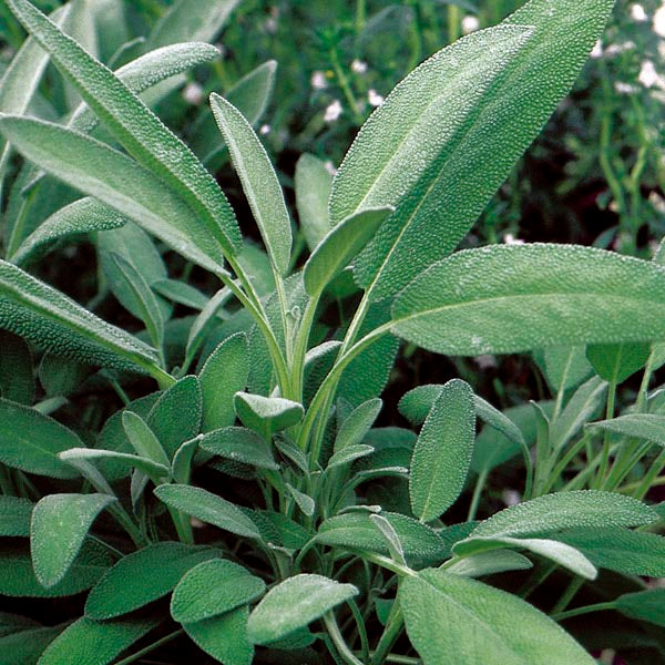 SAGE HERB SEEDS BROAD LEAVED