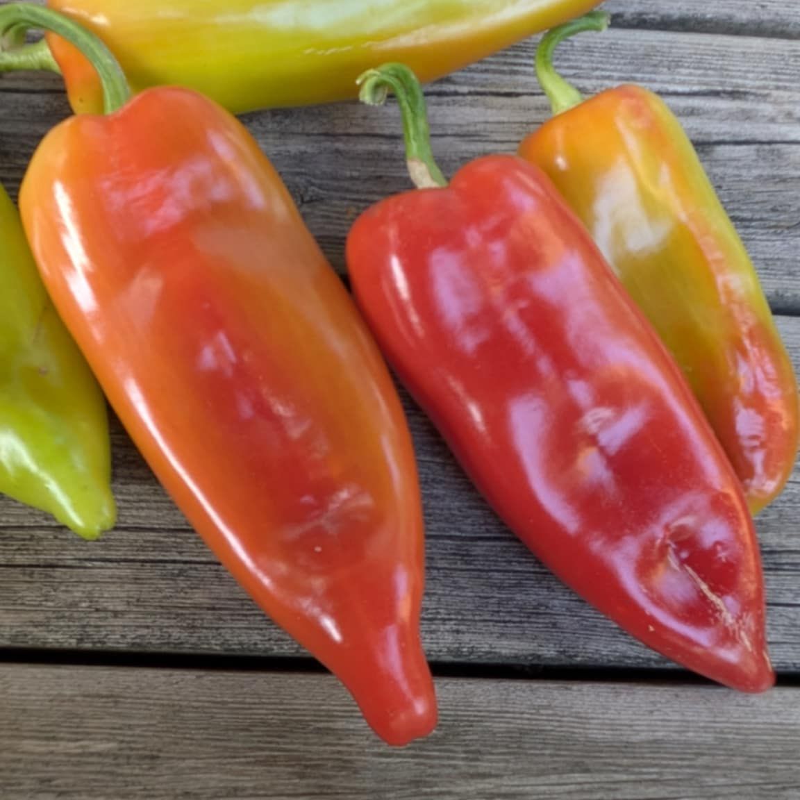 Zupska Rana (Sweet)