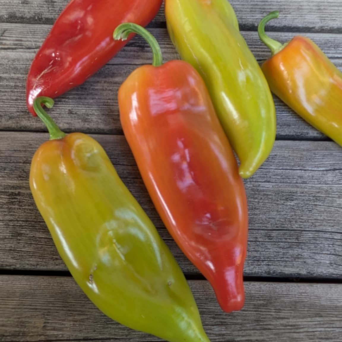 Zupska Rana (Sweet)