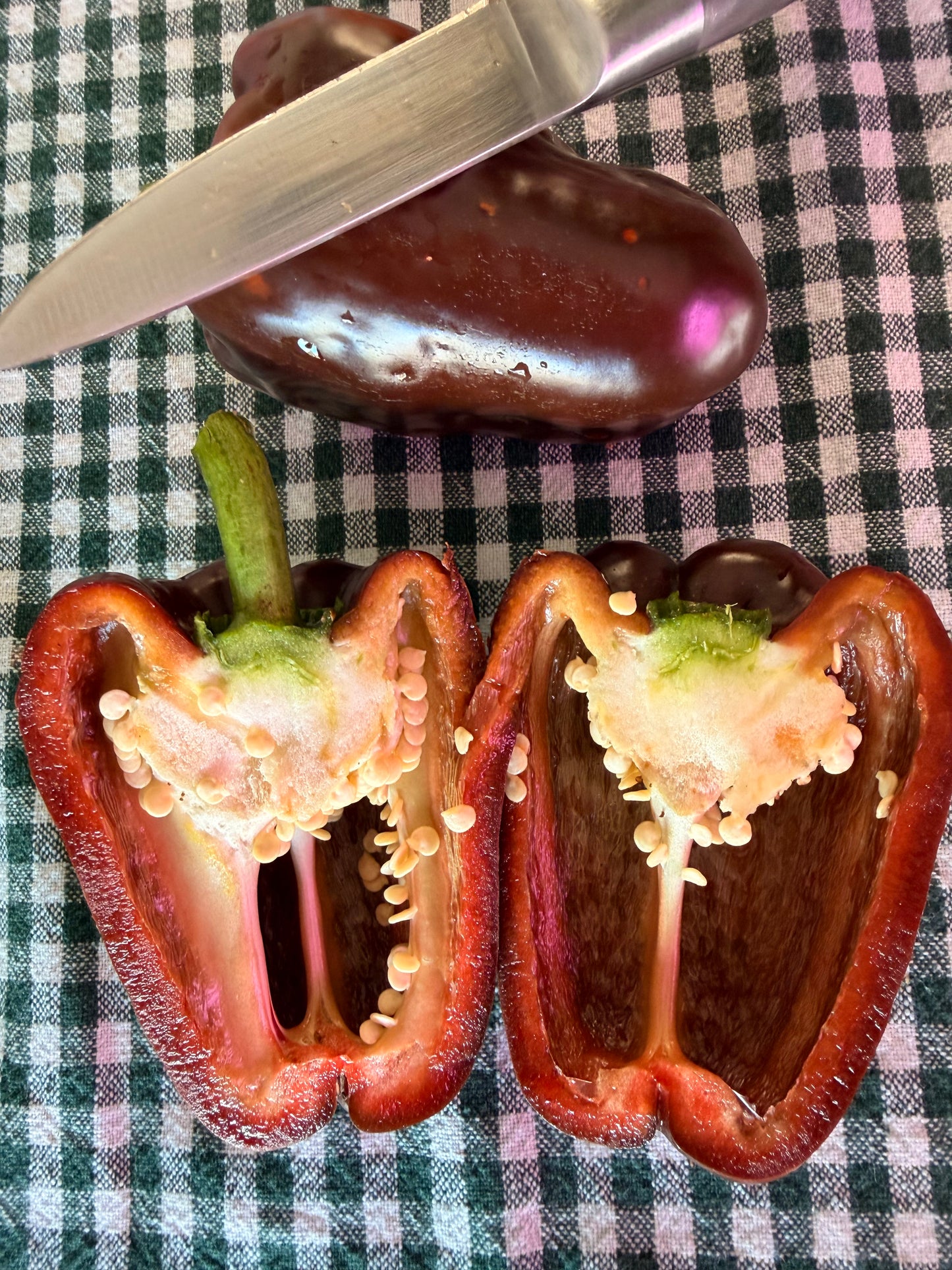 GEORGESCU CHOCOLATE PEPPER SEEDD