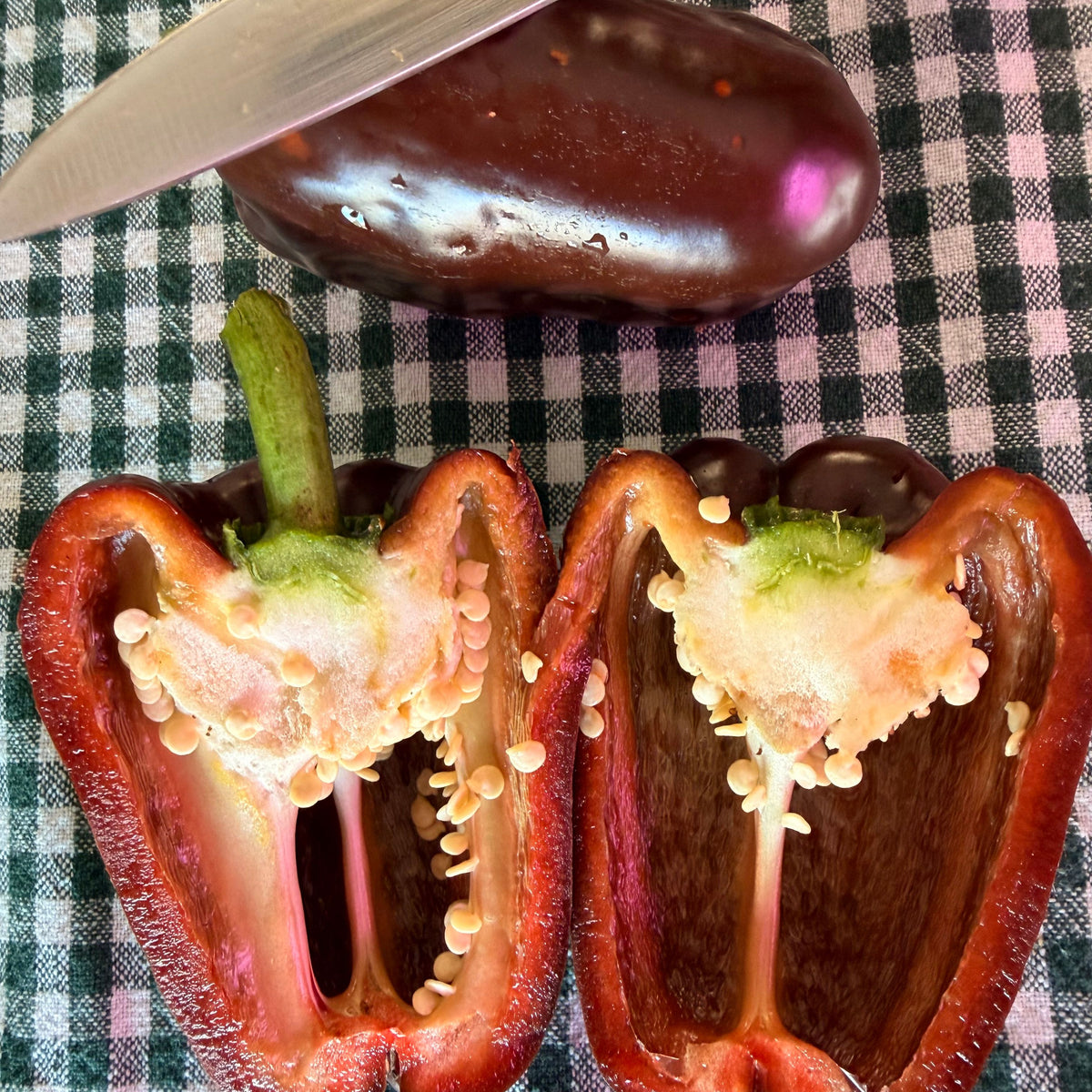 GEORGESCU CHOCOLATE PEPPER SEEDD
