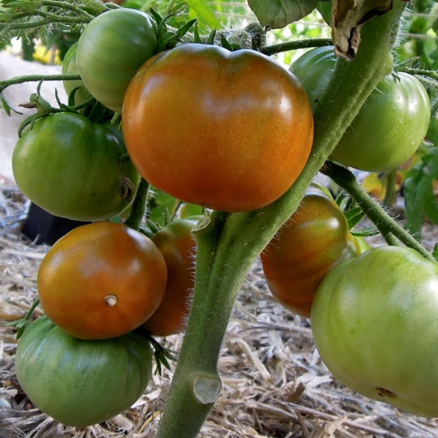 SLEEPING LADY DWARF TOMATO SEEDS