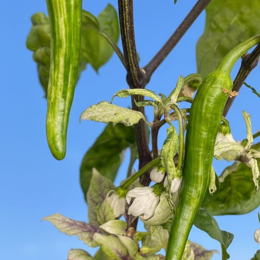 MATTAHORN PEPPER SEEDS
