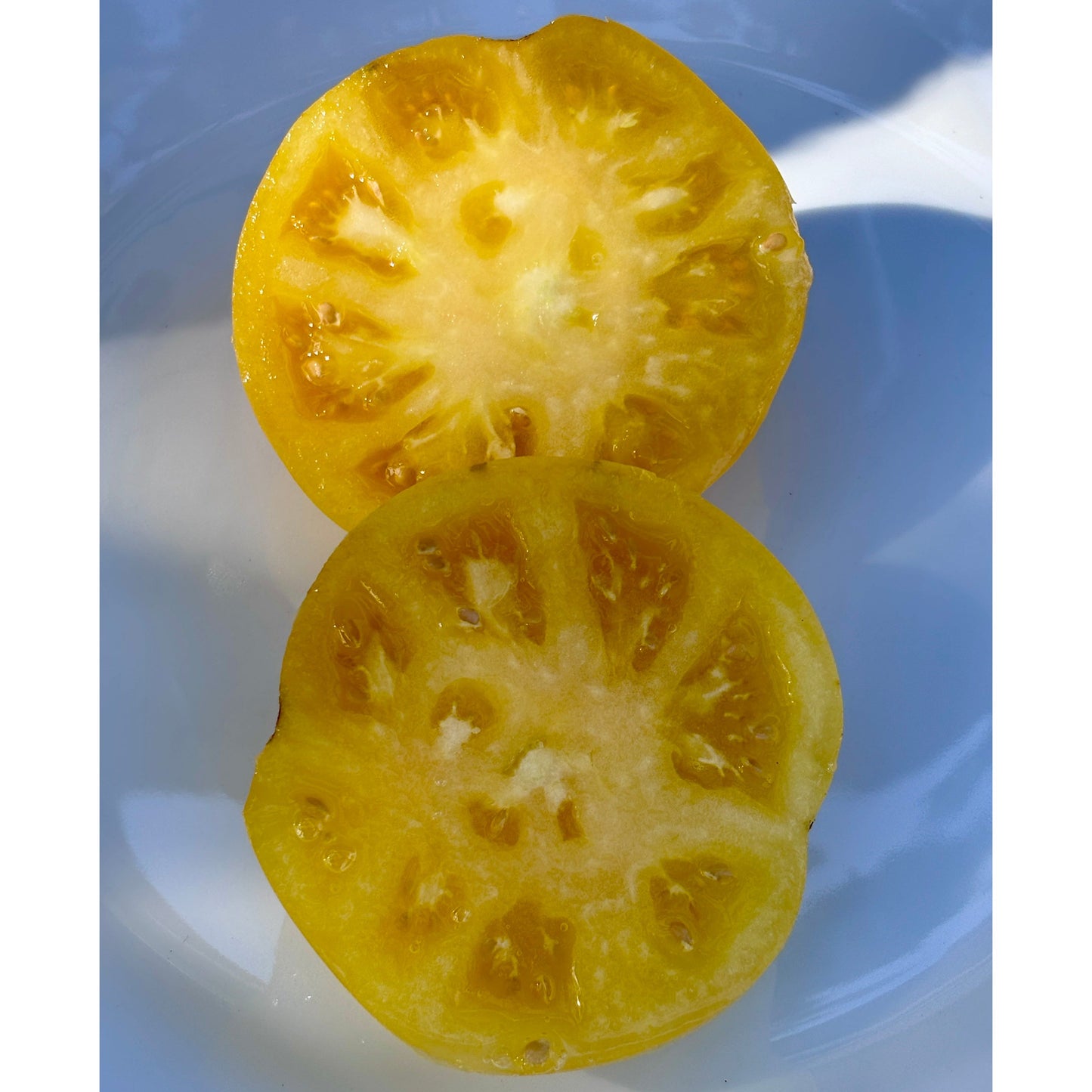 IDAHO GEM DWARF TOMATO SEEDS