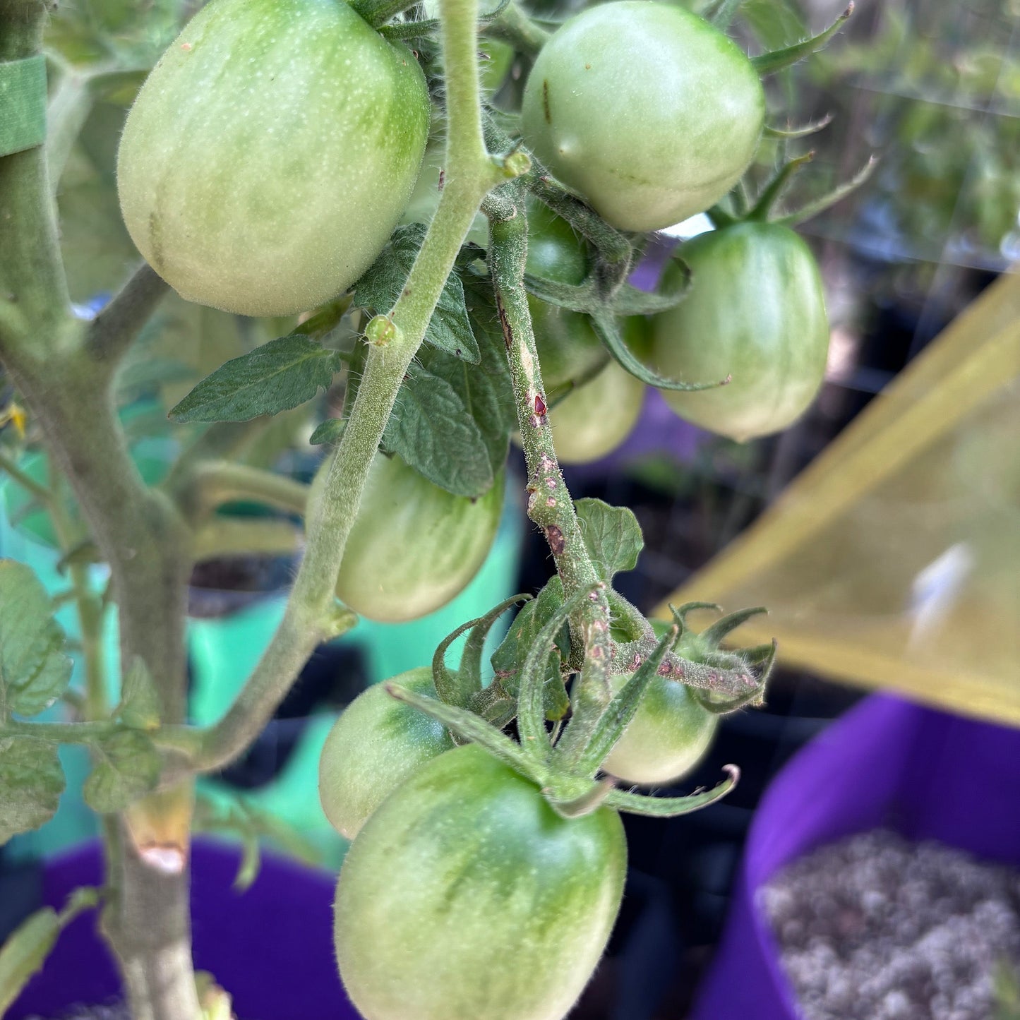 BENDIGO DAWN DWARF TOMATO SEEDS