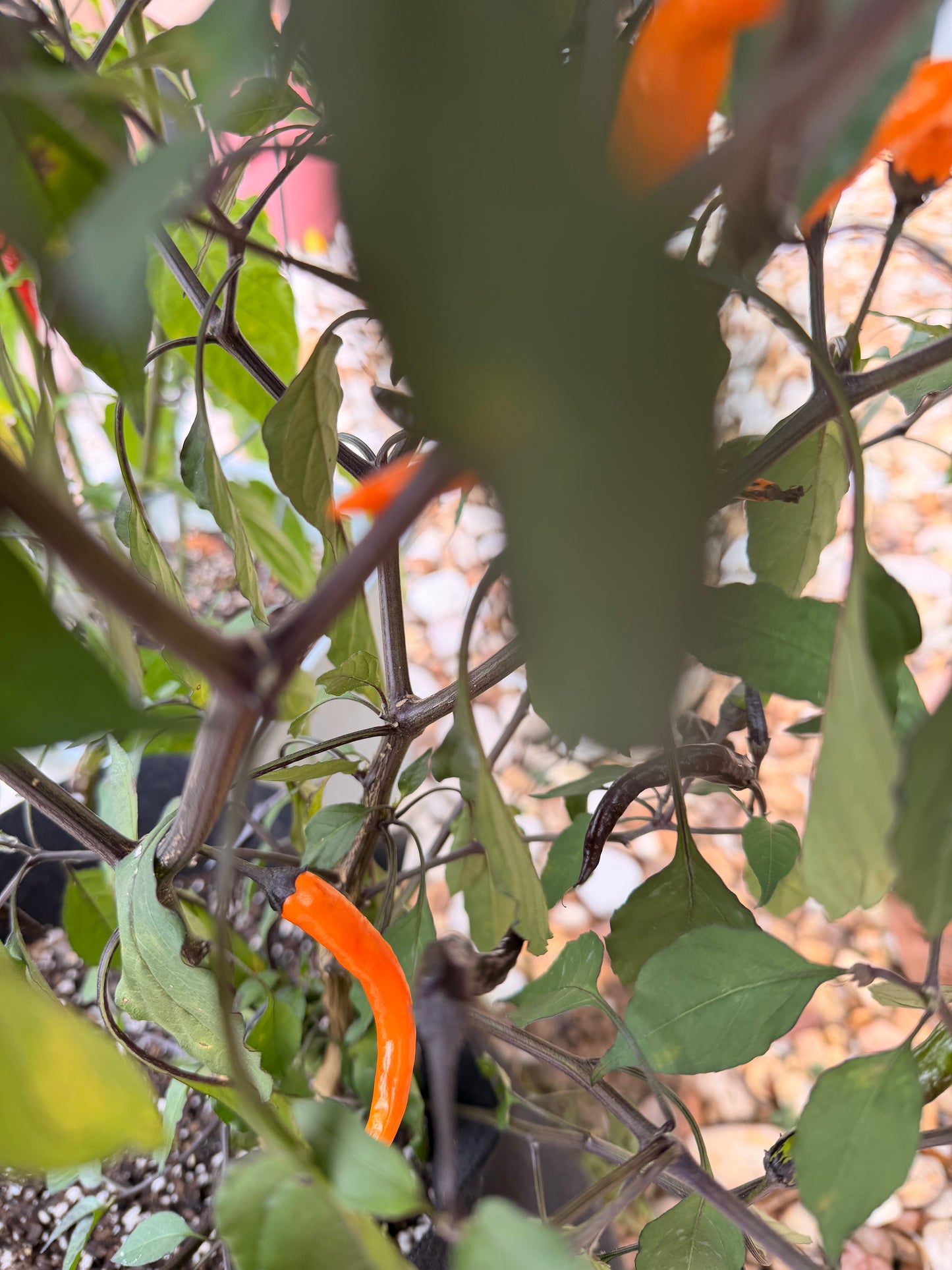 HALLOWEEN BLACK and ORANGE THAI PEPPER