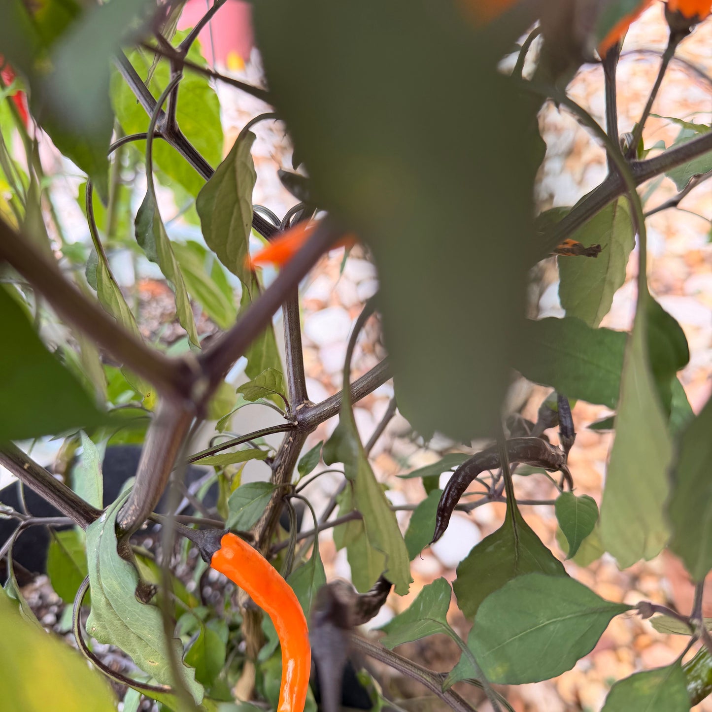 HALLOWEEN BLACK and ORANGE THAI PEPPER