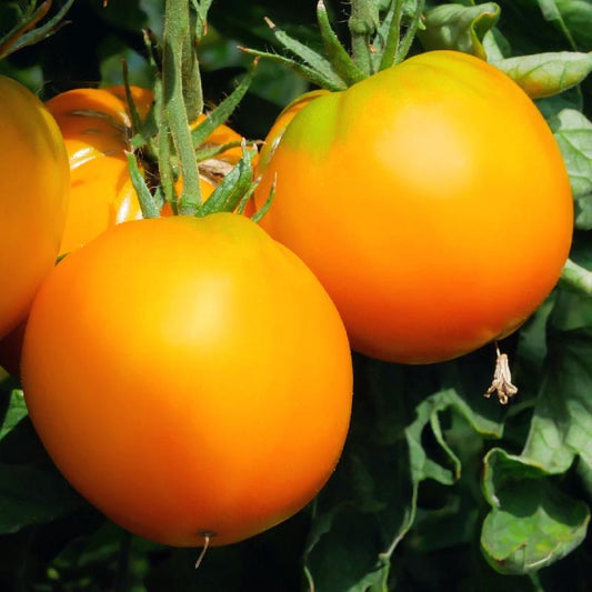 ORANGE PEACH TOMATO SEEDS