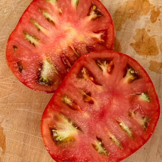 KOZULA 96 TOMATO SEEDS