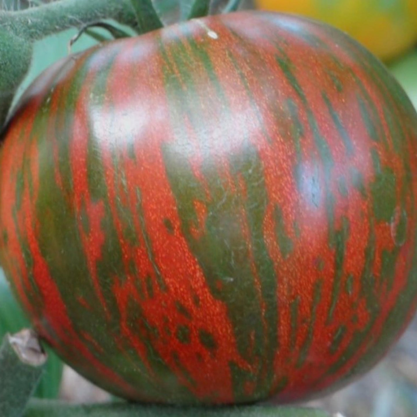 MOONLIGHT MILE TOMATO SEEDS