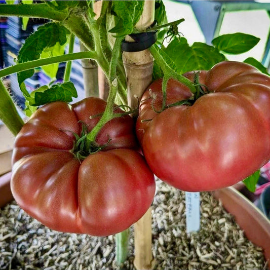 NANOS MEATBALL DWARF TOMATO SEEDS