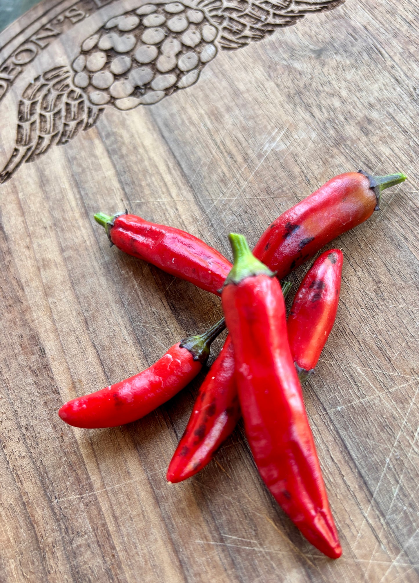 MUTANT DRACULA PEPPER SEEDS