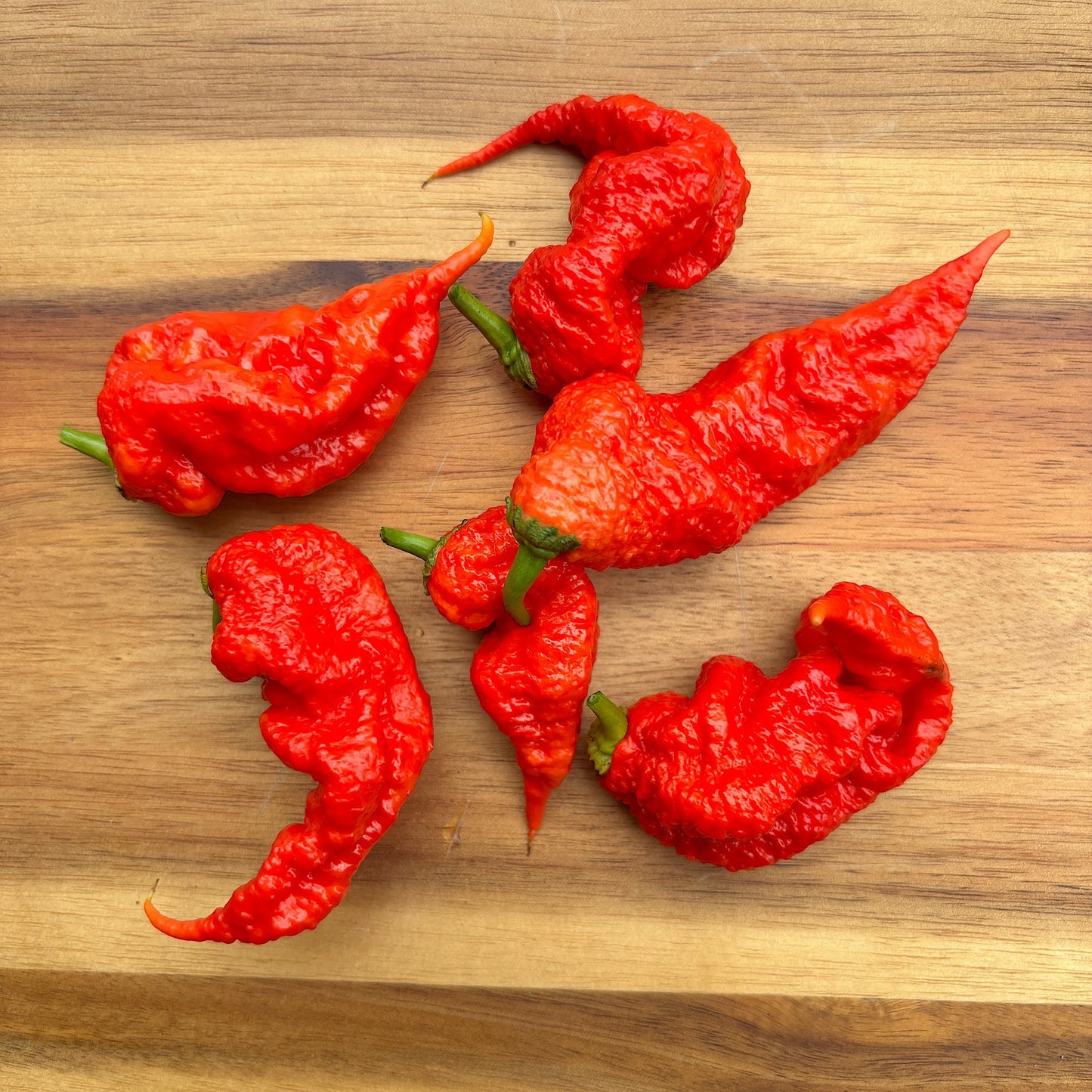 TIBERIUS MAULER RED PEPPER SEEDS