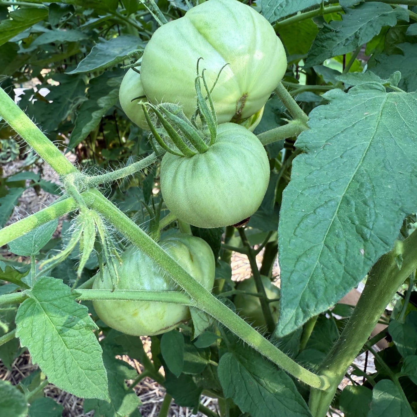 GINGERBREAD TOMATO SEEDS