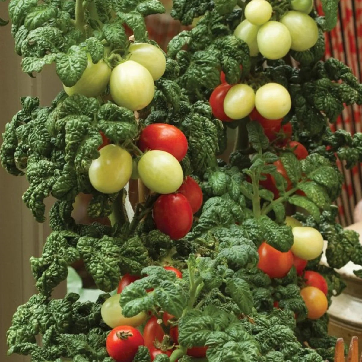 PATIO PLUM MICRO DWARF TOMATO SEEDS