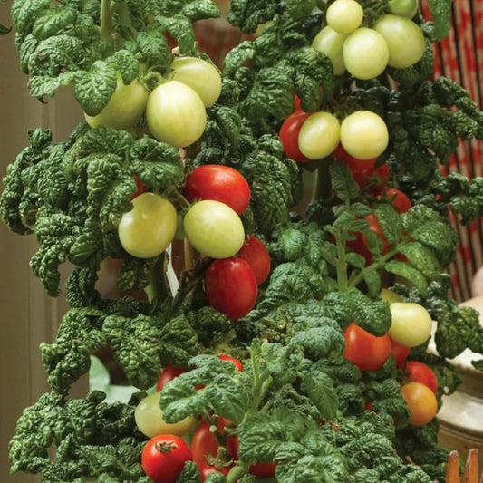 PATIO PLUM MICRO DWARF TOMATO SEEDS