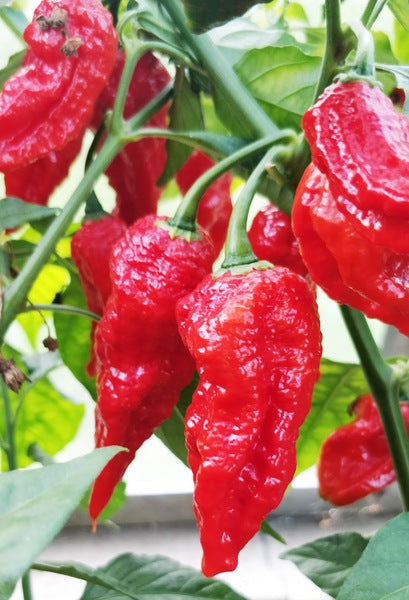 FRANKENSTEIN BBG PEPPER SEEDS