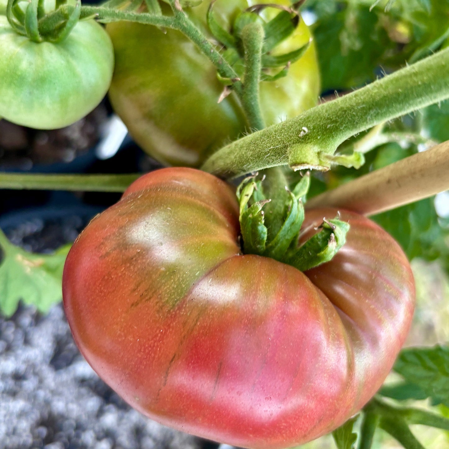 CRIMSON SOCKEYE DWARF TOMATO SEEDS