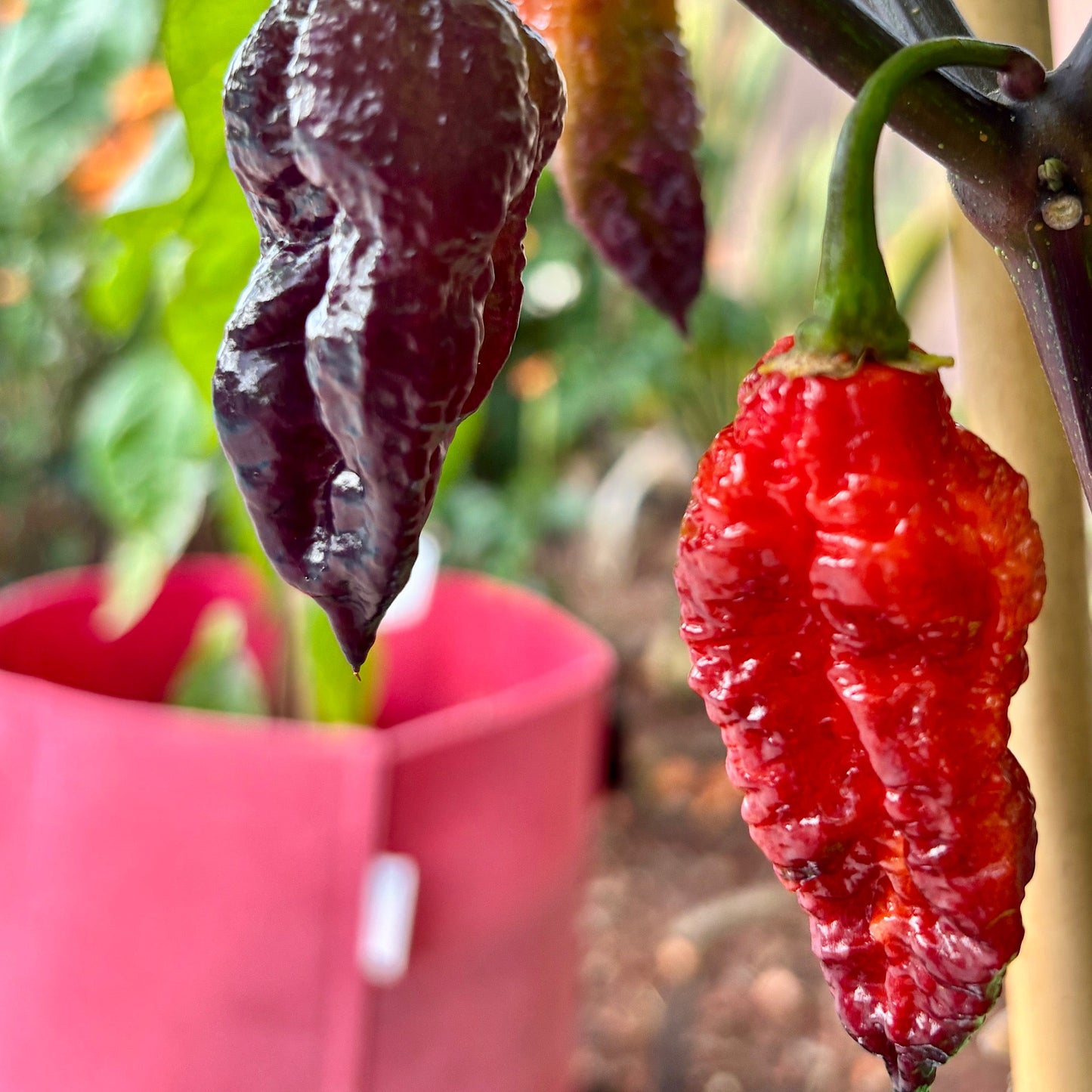 BORG 9 PEPPER SEEDS