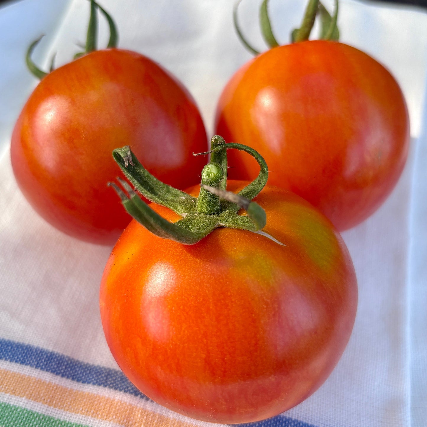 JACKASS RED DWARF TOMATO SEEDS