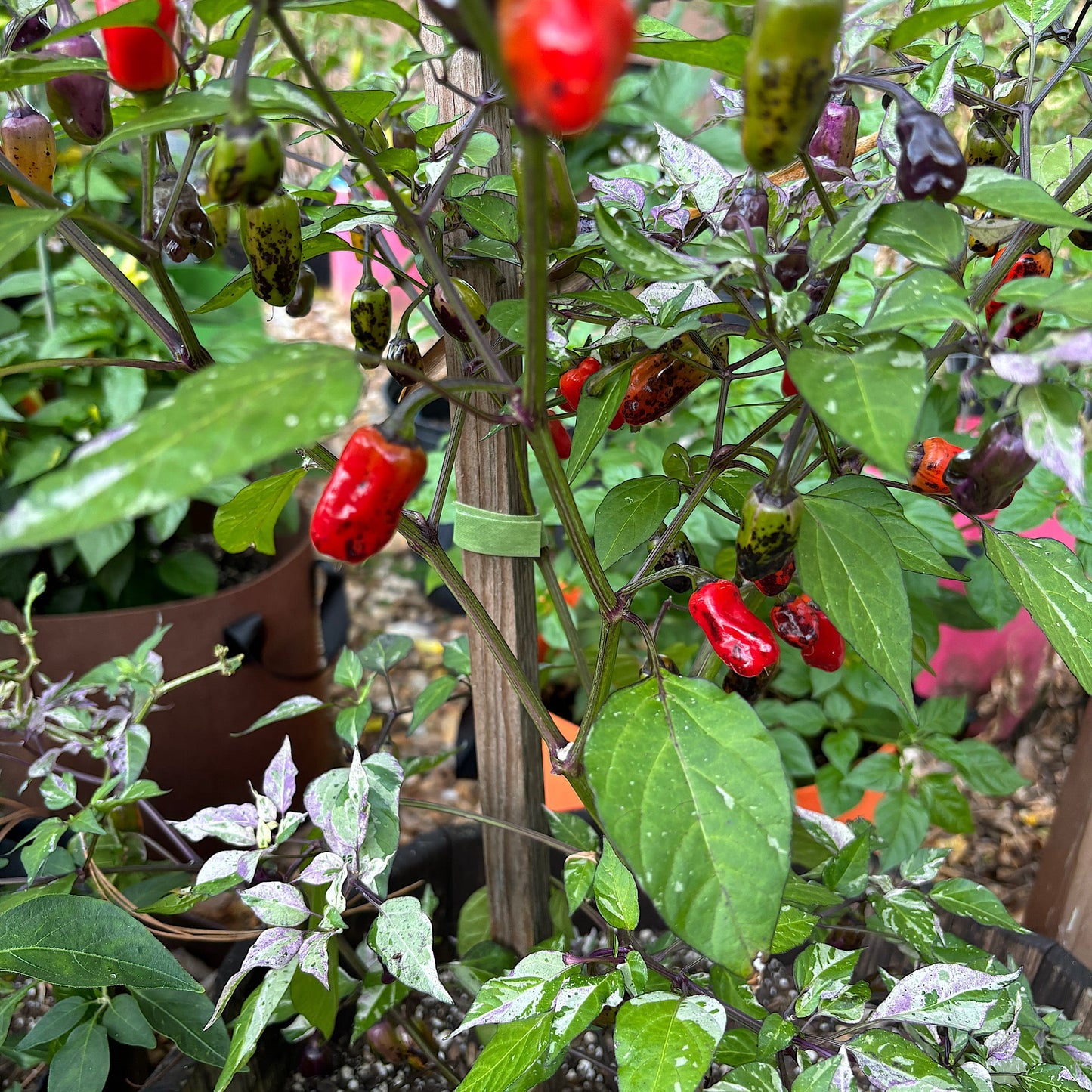 SNOW WHITE’S DWARF JALAPEÑO PEPPER SEEDS