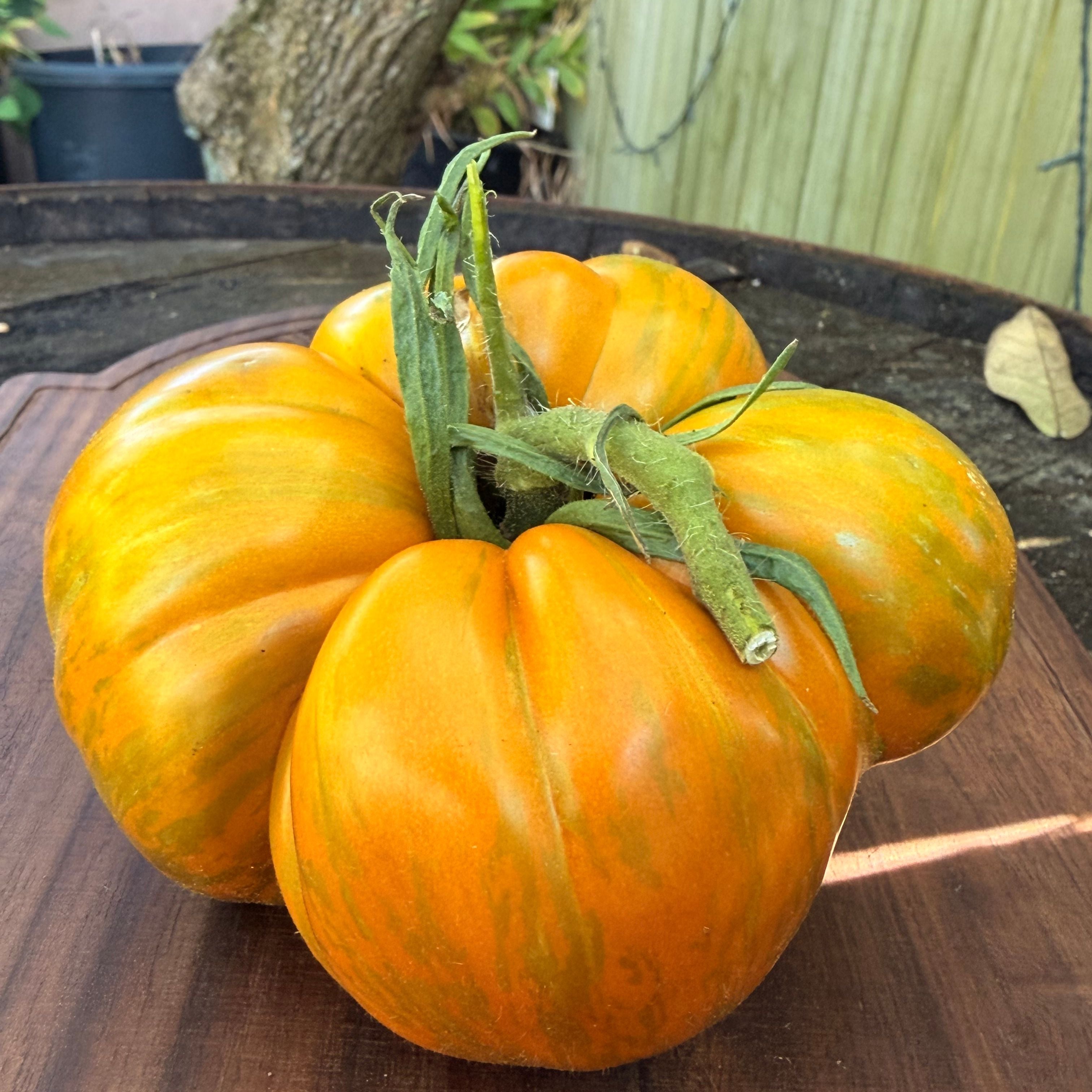kozume 0824  KOZULA 83 TOMATO SEEDS – Secret Seed Cartel