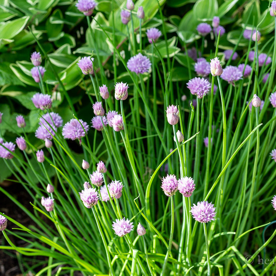 CHIVES Organic Seeds