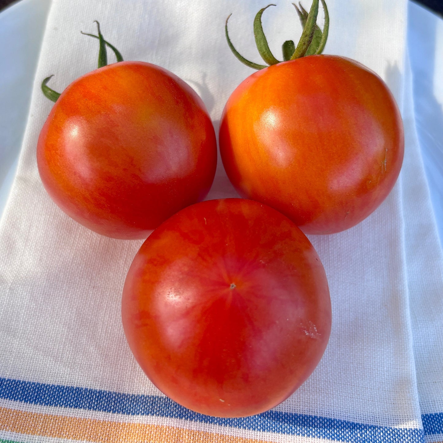 JACKASS RED DWARF TOMATO SEEDS
