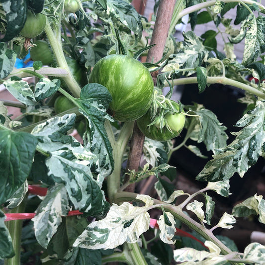 MOONLIGHT MILE TOMATO SEEDS