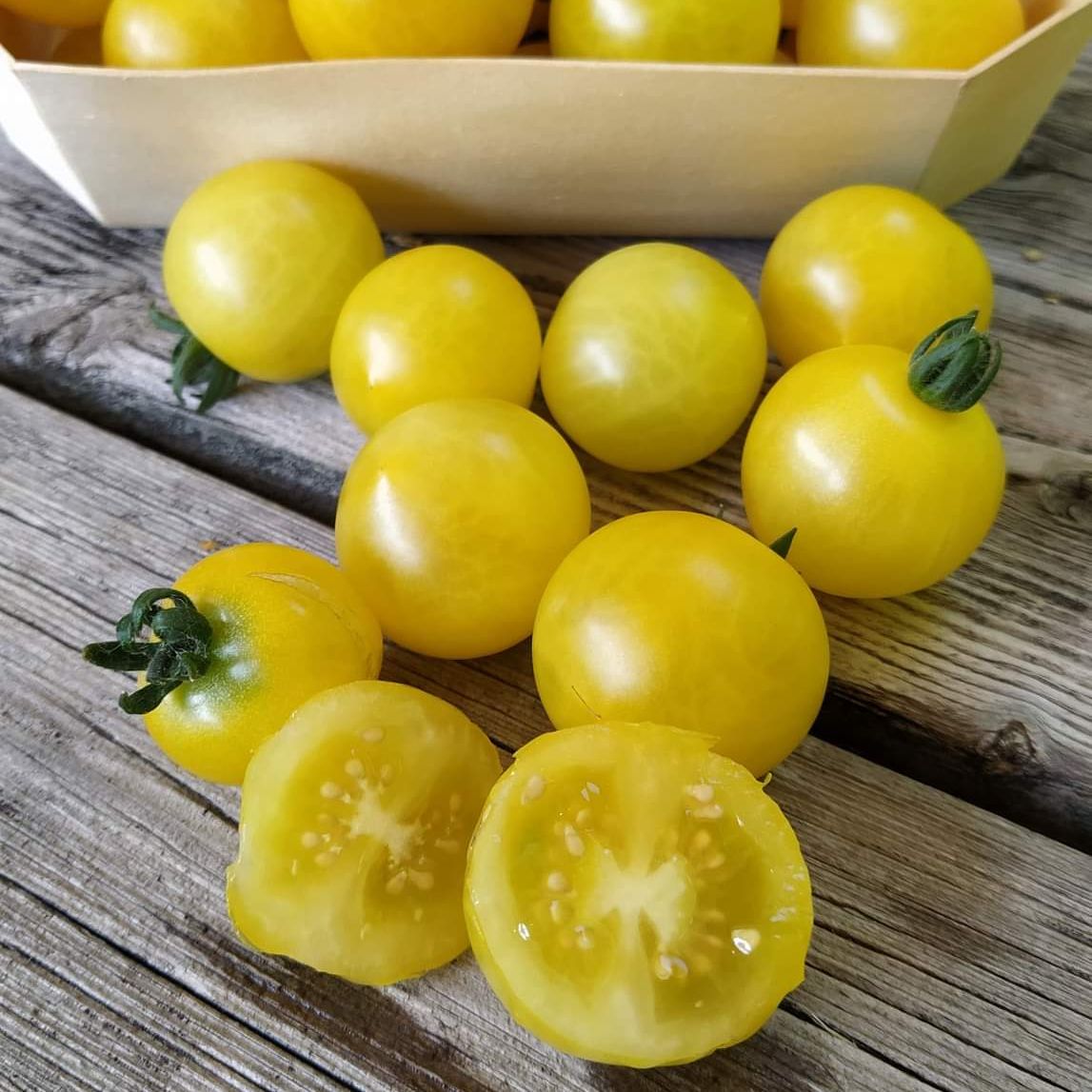 Micro Tomato Sampler