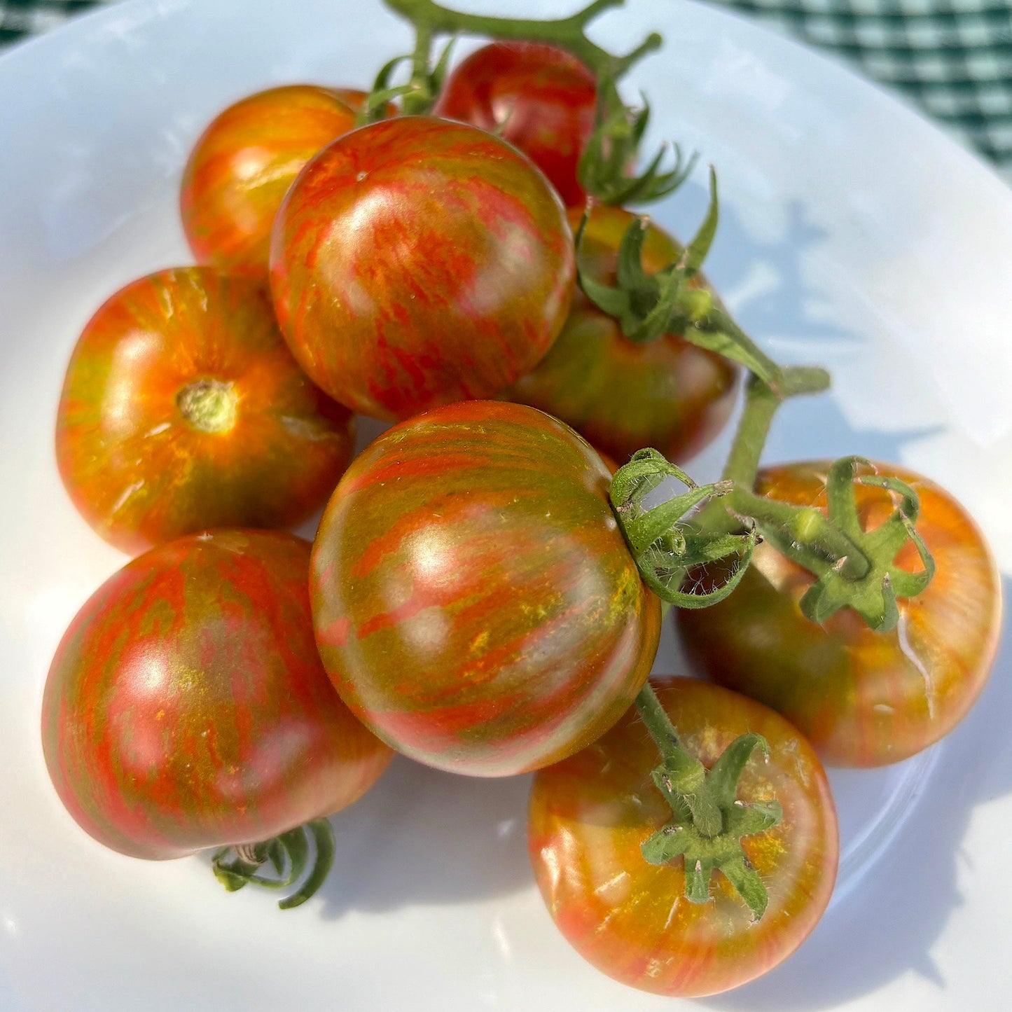 ROUND ROBIN DWARF TOMATO SEEDS