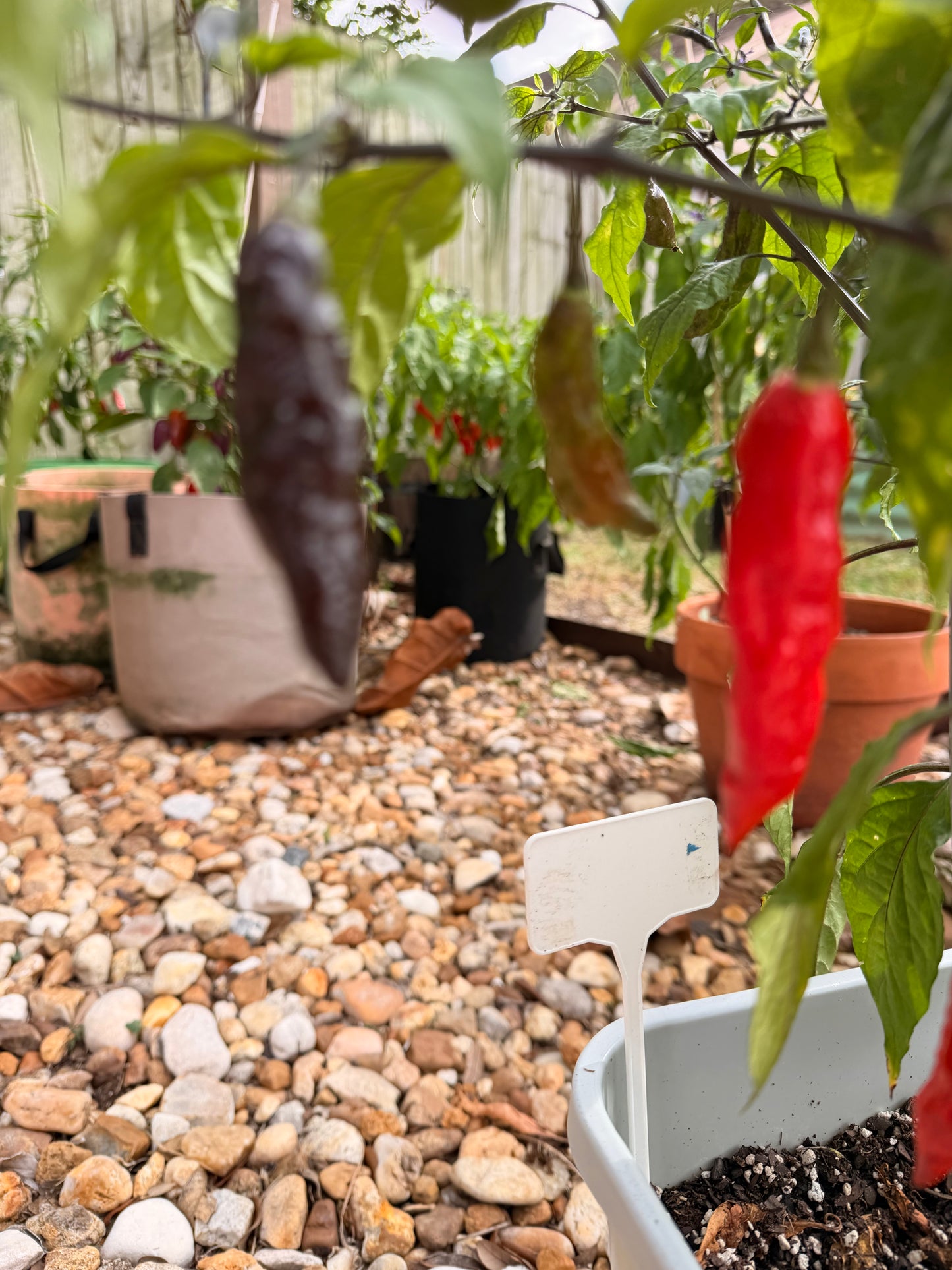 BLACK GHOST PEPPER SEEDS