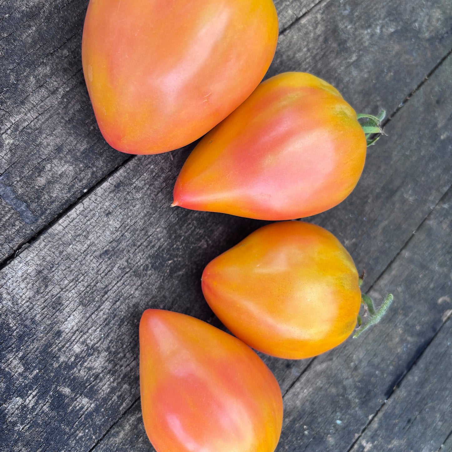 RED DEAD REDEMPTION BY ROBERT TOMATO SEEDS