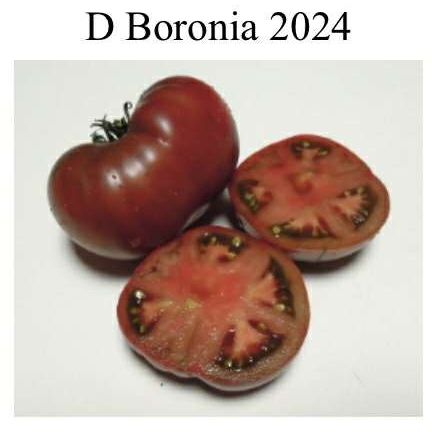 Boronia Dwarf Tomato Seeds