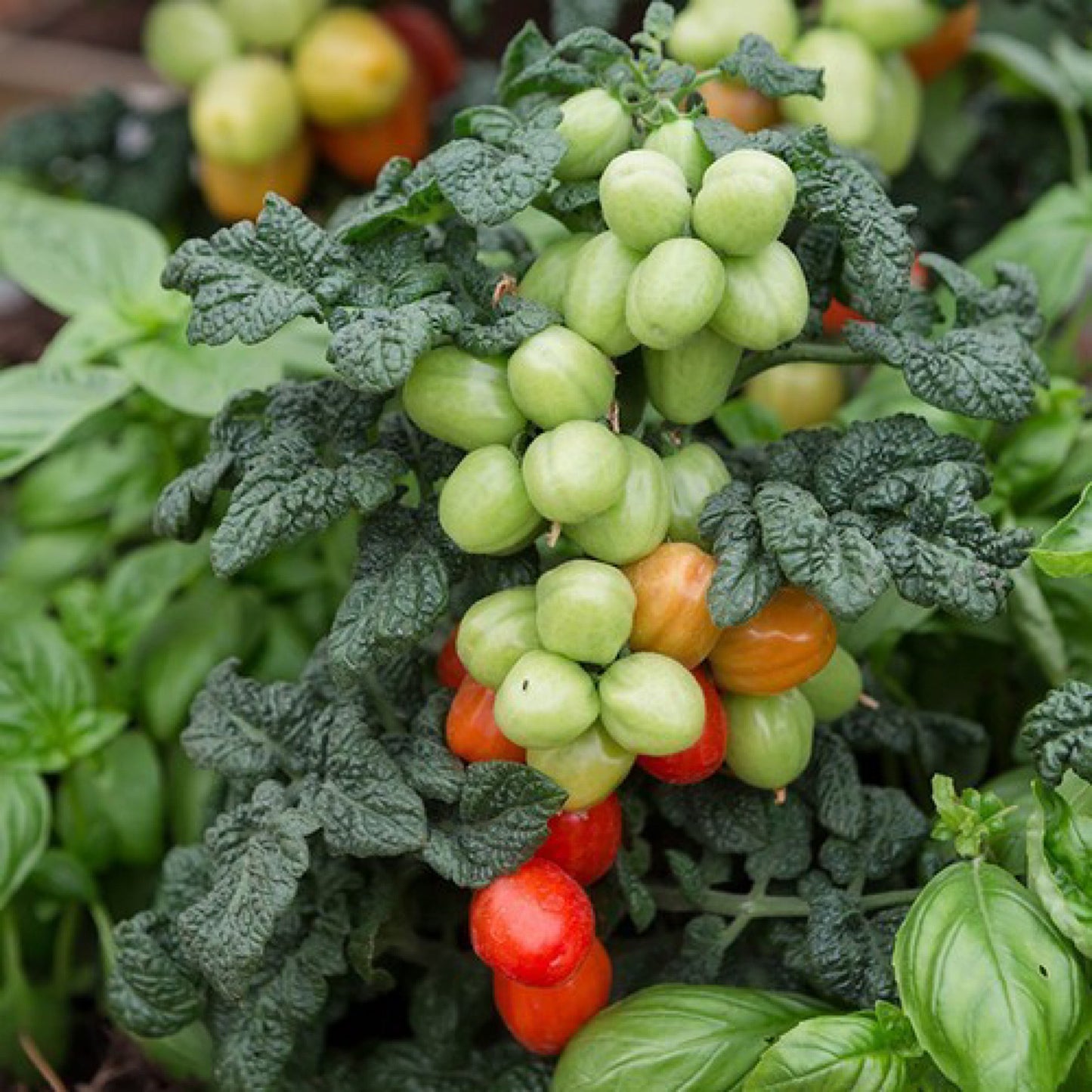 PATIO PLUM MICRO DWARF TOMATO SEEDS