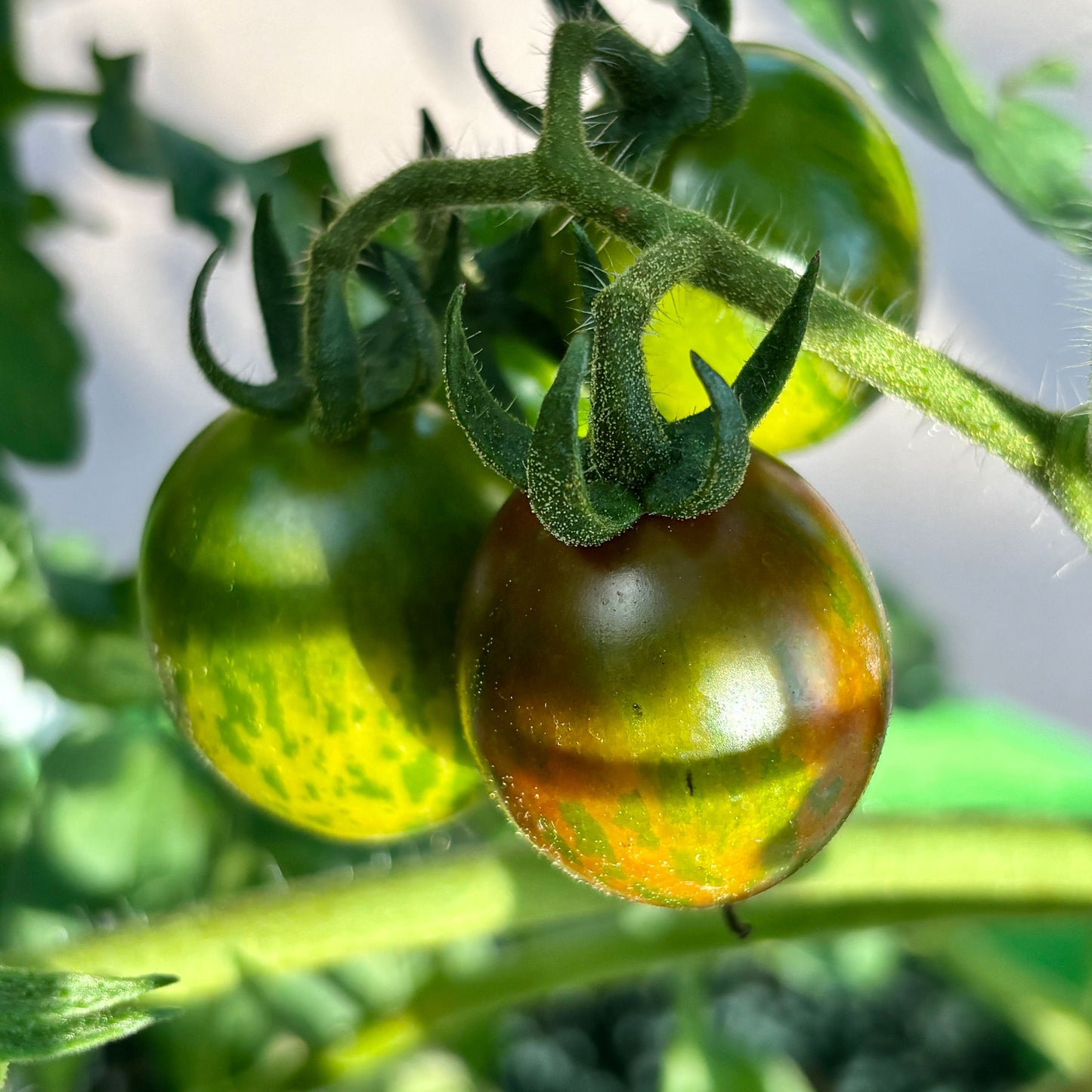 Chocolate Cherry Tomato Seeds