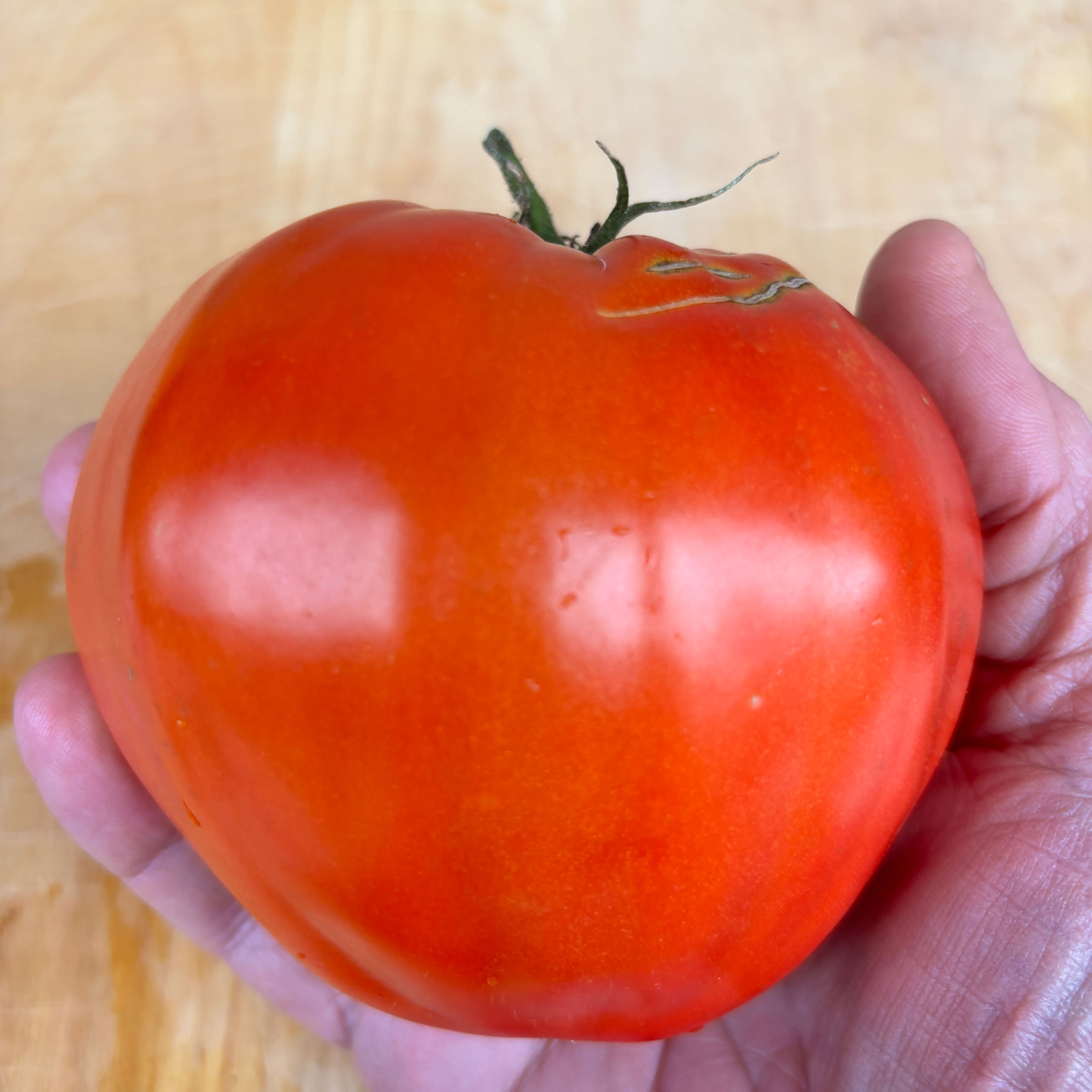 russian rose tomato seeds Anna Russian Tomato Seeds