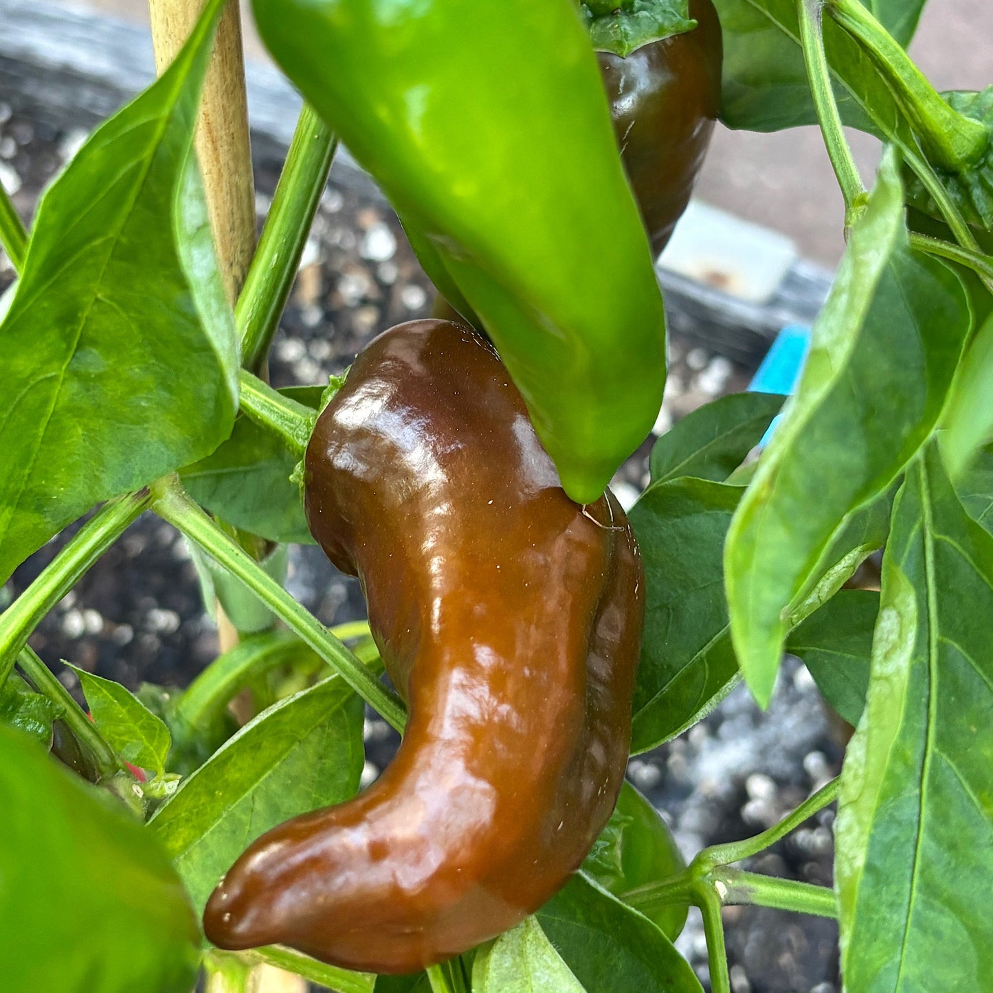 MOCHA SWIRL PEPPER SEEDS