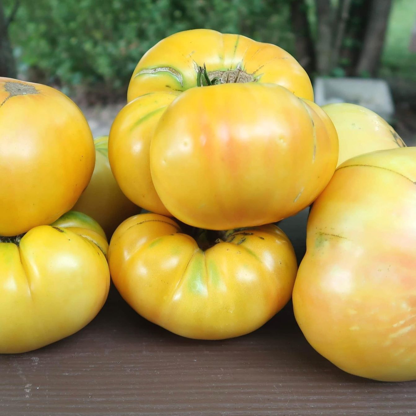 Buckeye Yellow