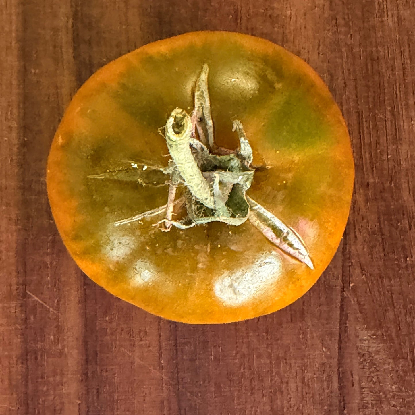 MALACHITE BOX TOMATO SEEDS