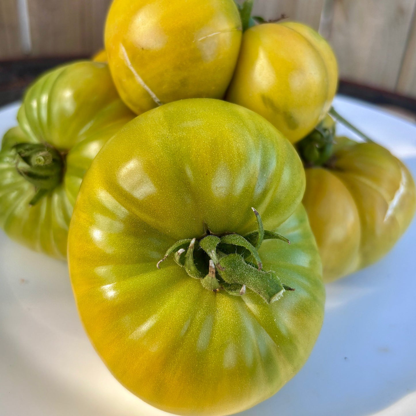 JACKASS GREEN DWARF TOMATO SEEDS