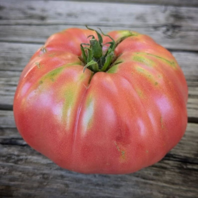 rosada tomato seeds Rosa de Cadiz Tomato Seeds