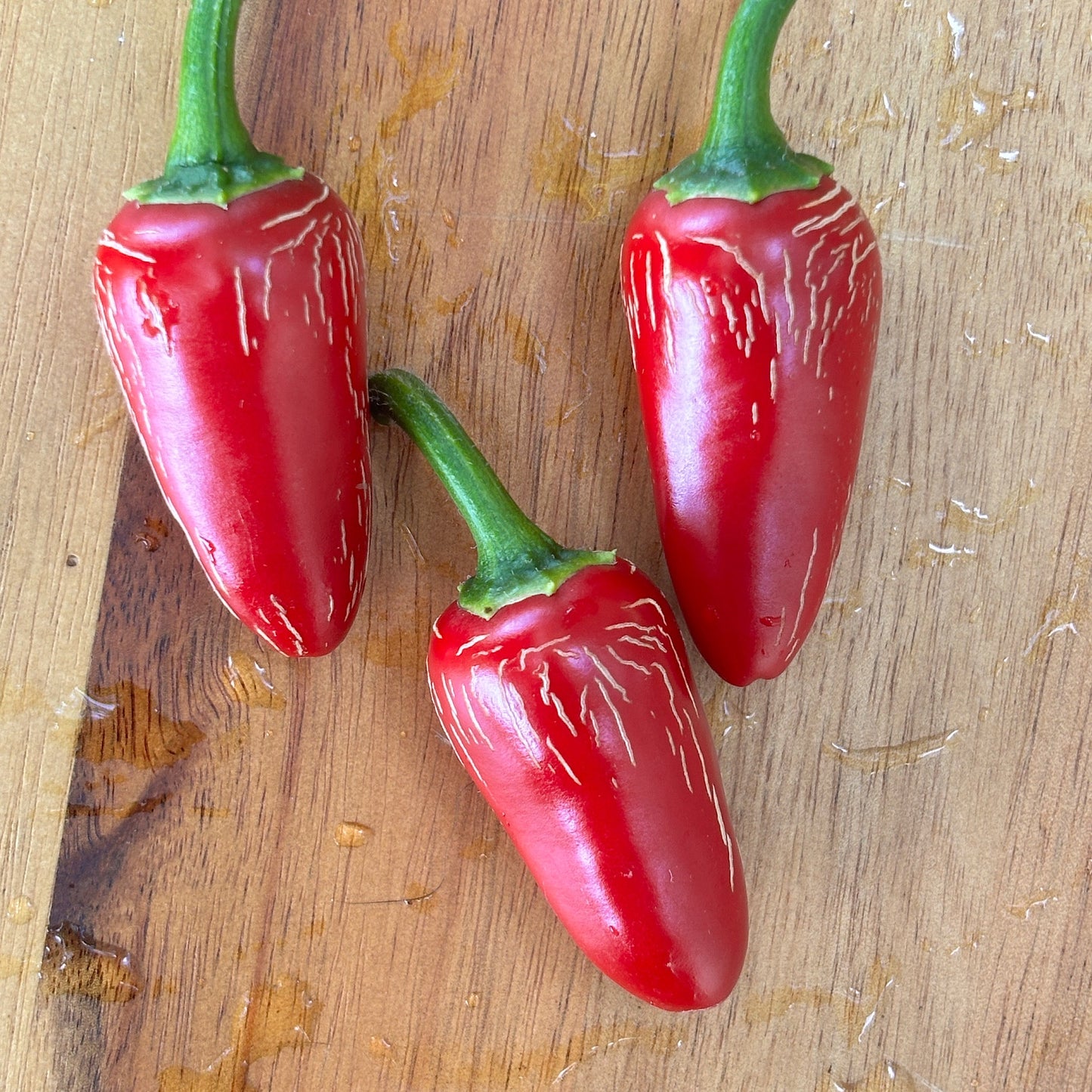 RAYADOS JALAPENO PEPPER SEEDS