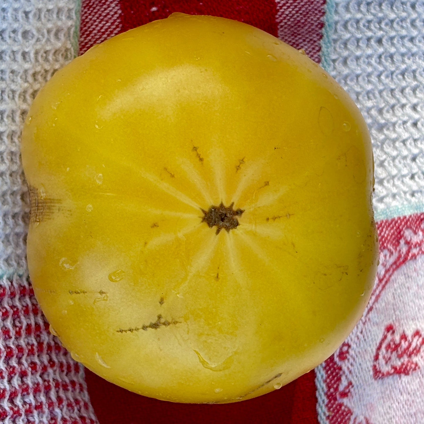 IDAHO GEM DWARF TOMATO SEEDS