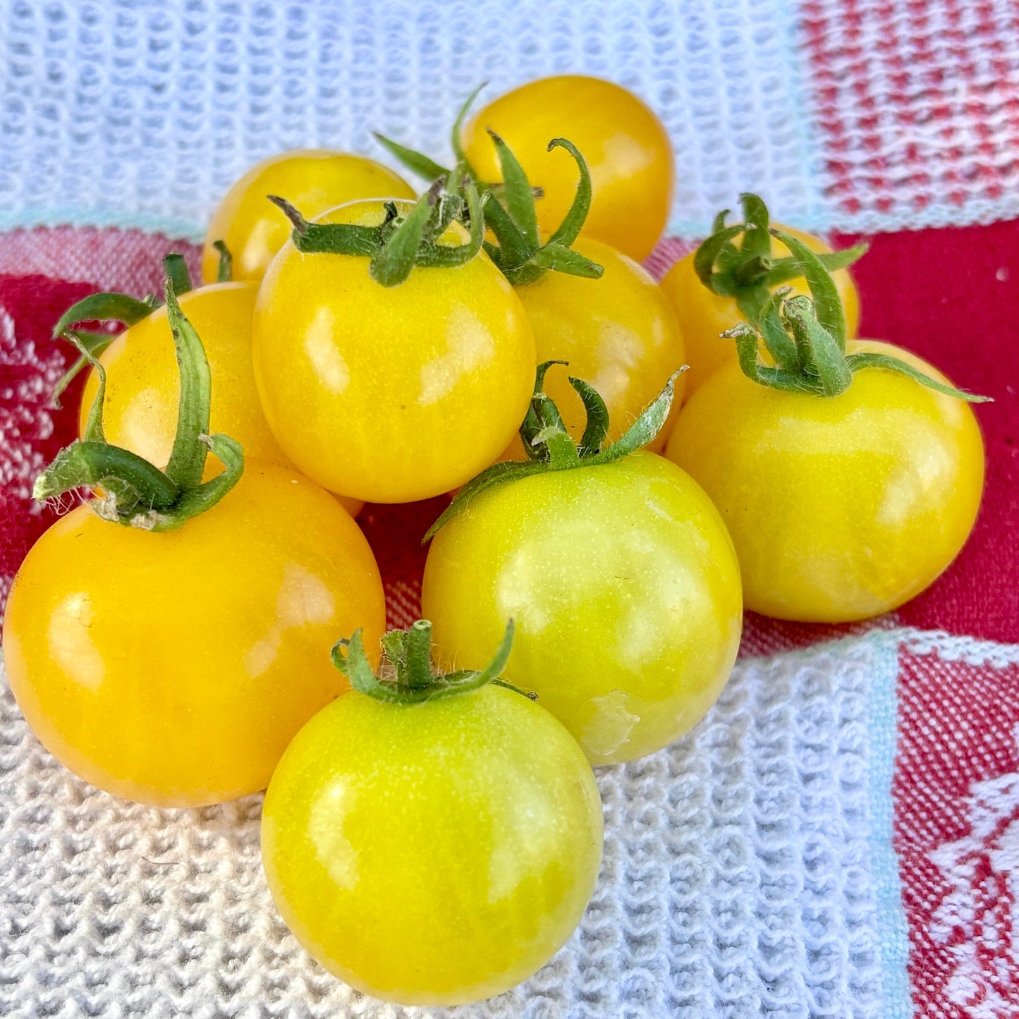 HAHMS GELBE MICRO DWARF TOMATO SEEDS