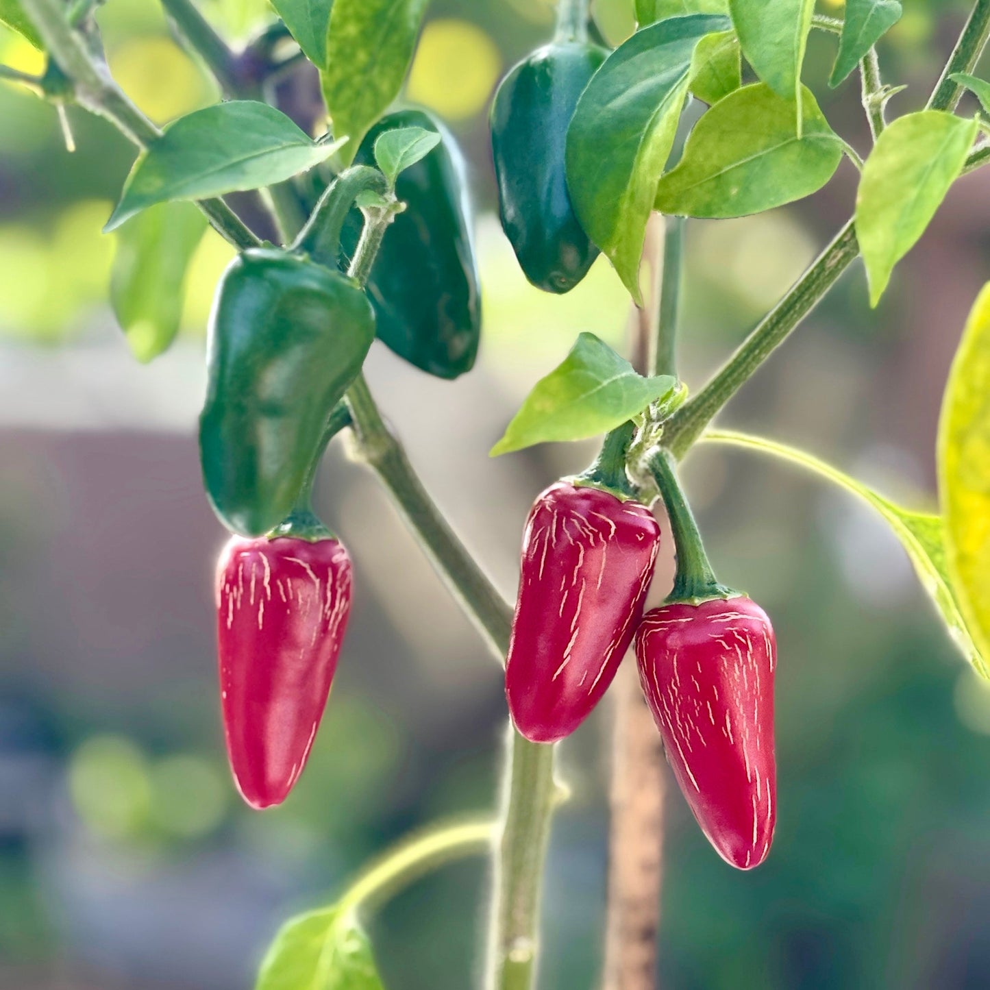 RAYADOS JALAPENO PEPPER SEEDS